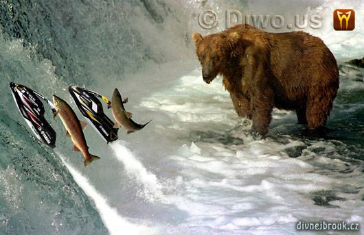 Divnej Brouk - Salmoni vyjebali s medvědem, losos, kodiak, Aljaška, lov ryb, řeka, vodopád, vodní skůtr skok, Kodiak Bear, Salmon, fishing, Alaska, Jet Ski Yamaha jump