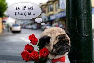 Diwous - Smutný pejsek, mops, pug, sad, psí rande, růže, motýlek, svetr, ulice, vtip, humor, Divnej Brouk, mopsík, mopslík, kytice, pugét, pouliční lampa, psí oblečení, svetr