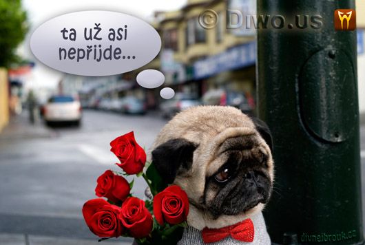 Divnej Brouk - smutný pejsek - mops, kytice růží, pugét, pouliční lampa, ta už asi nepřijde... Nevydařené psí rande
