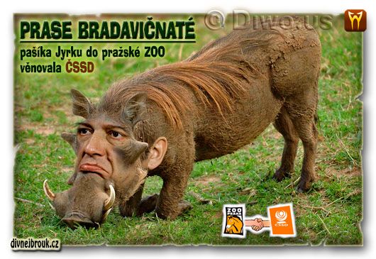 divnej brouk - Jiří Paroubek - prase bradavičnaté, ZOO Praha, ČSSD, pašík