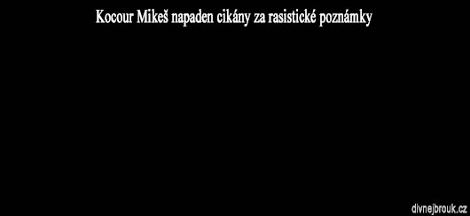 divnej_brouk-kocour_mikes-1
