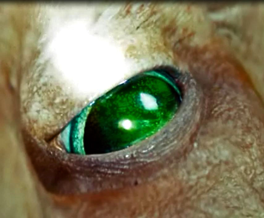 Diwous - Alien Eye (recenze filmu Battleship)